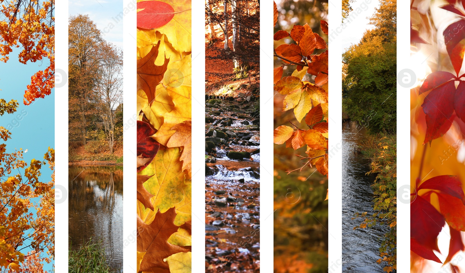 Image of Beautiful autumn leaves and forest. Vivid collage for fall vibe