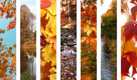 Beautiful autumn leaves and forest. Vivid collage for fall vibe