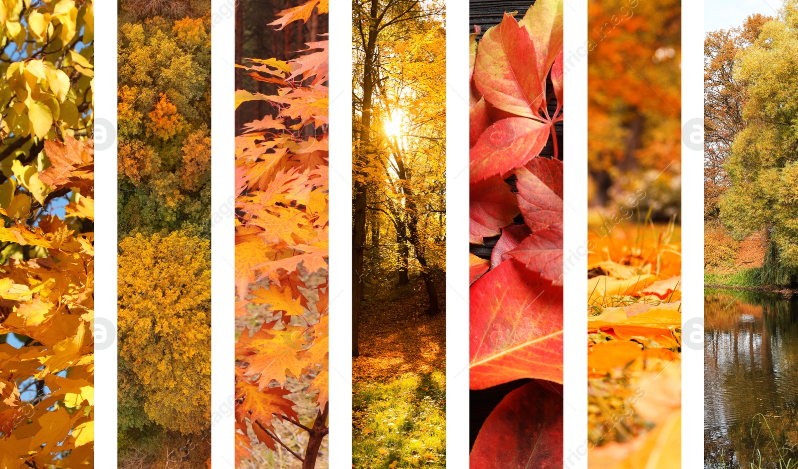 Image of Beautiful autumn leaves and forest. Vivid collage for fall vibe