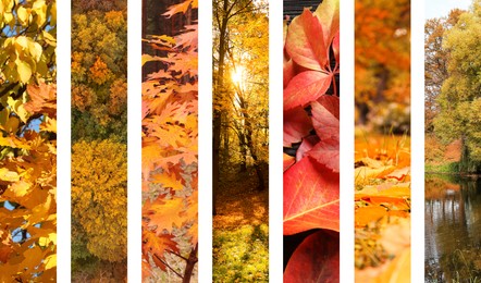 Image of Beautiful autumn leaves and forest. Vivid collage for fall vibe