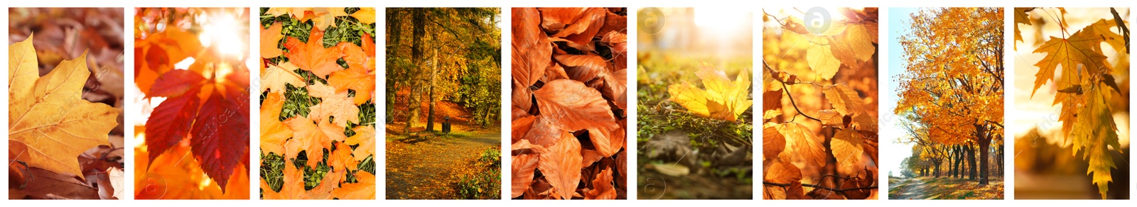 Image of Beautiful autumn leaves and parks. Vivid collage for fall vibe