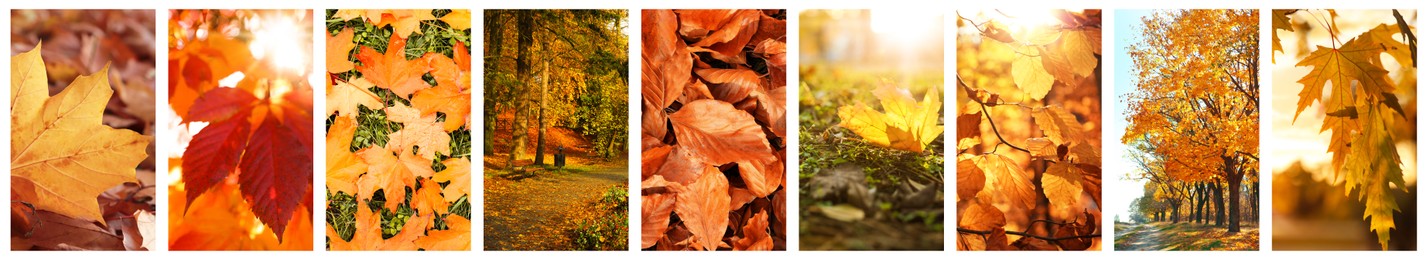 Beautiful autumn leaves and parks. Vivid collage for fall vibe