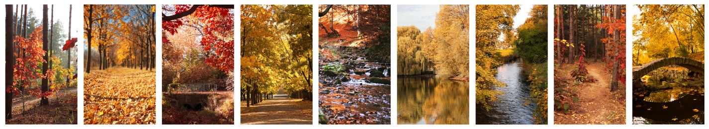 Beautiful autumn forest and parks. Vivid collage for fall vibe