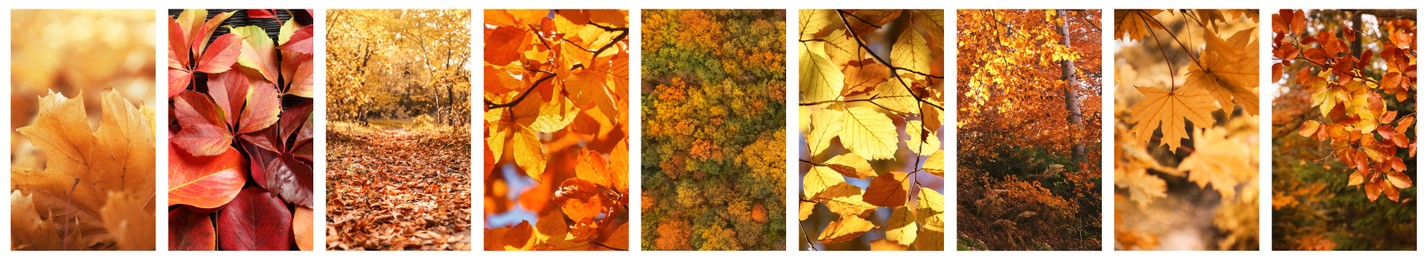 Image of Beautiful autumn leaves and woods. Vivid collage for fall vibe