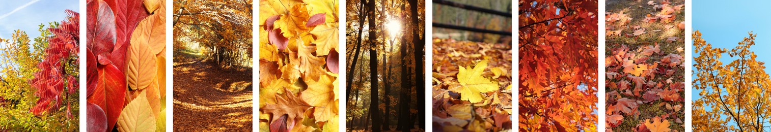 Image of Beautiful autumn leaves and forest. Vivid collage for fall vibe