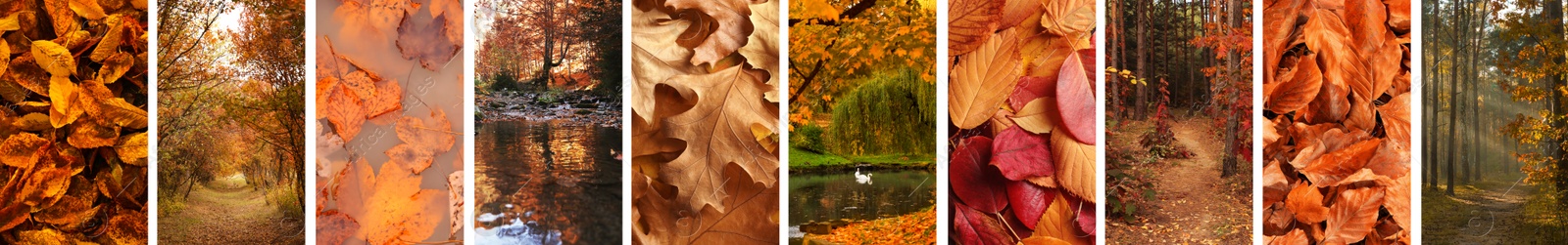 Image of Beautiful autumn leaves and woods. Vivid collage for fall vibe