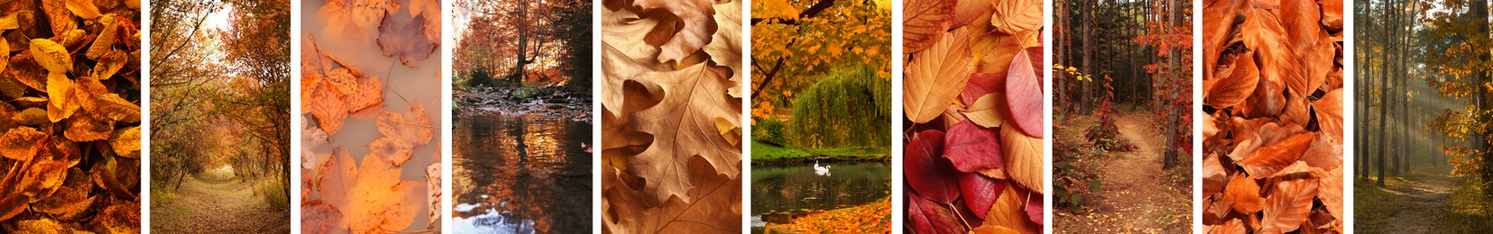 Beautiful autumn leaves and woods. Vivid collage for fall vibe