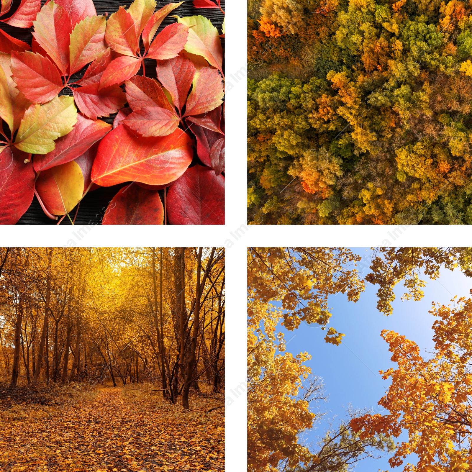 Image of Beautiful autumn leaves and woods. Vivid collage for fall vibe