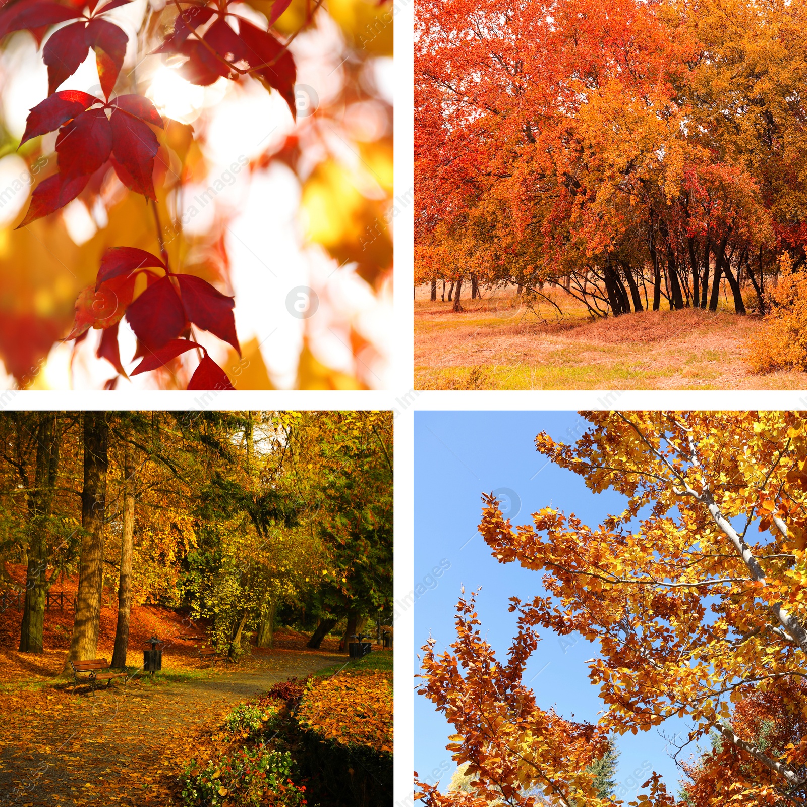 Image of Beautiful autumn leaves and parks. Vivid collage for fall vibe