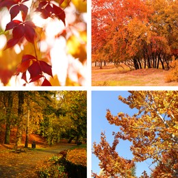 Beautiful autumn leaves and parks. Vivid collage for fall vibe