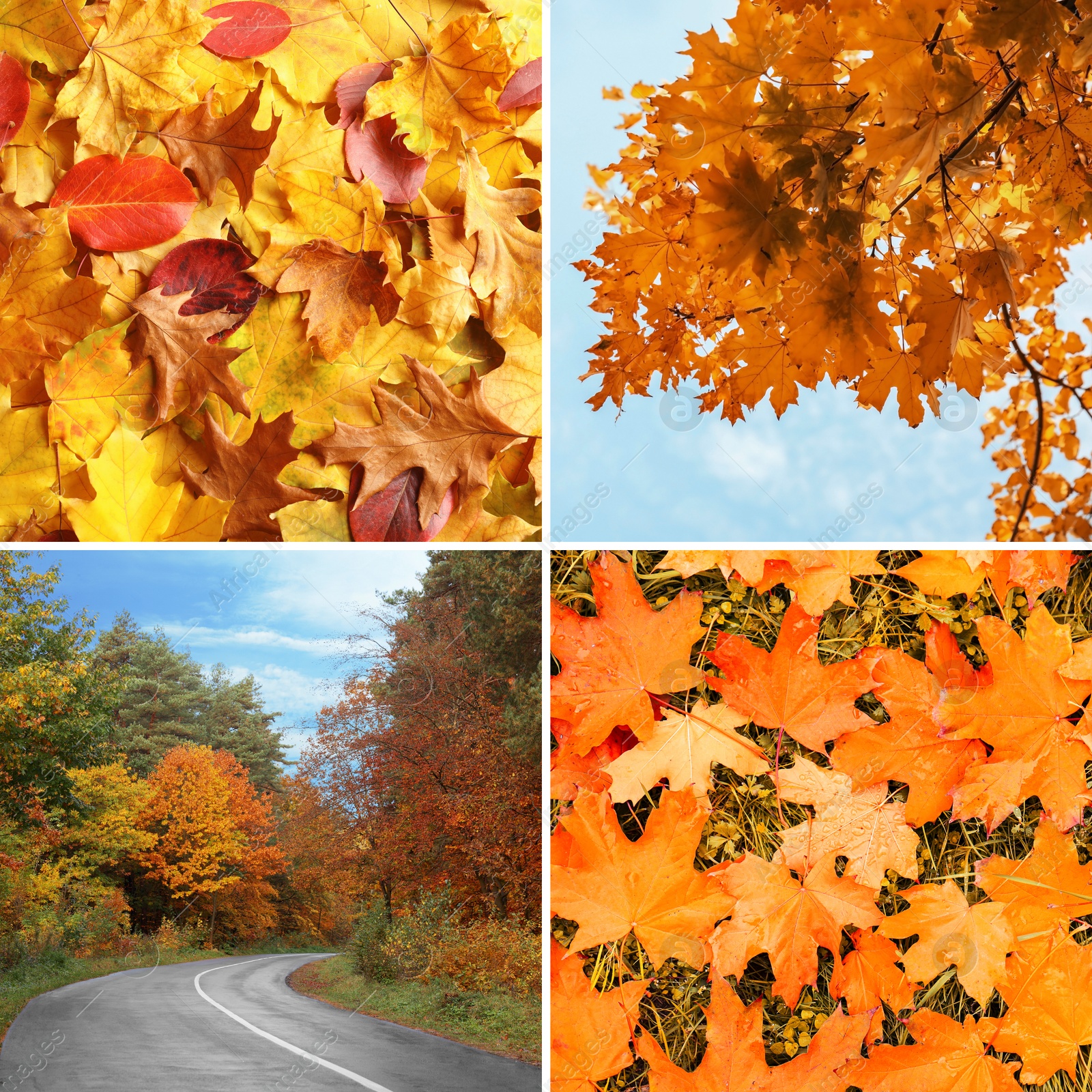 Image of Beautiful autumn leaves and road. Vivid collage for fall vibe