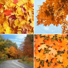 Beautiful autumn leaves and road. Vivid collage for fall vibe