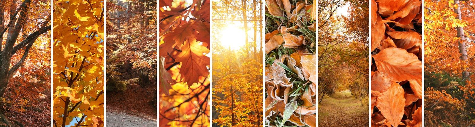 Image of Beautiful autumn leaves and forest. Vivid collage for fall vibe