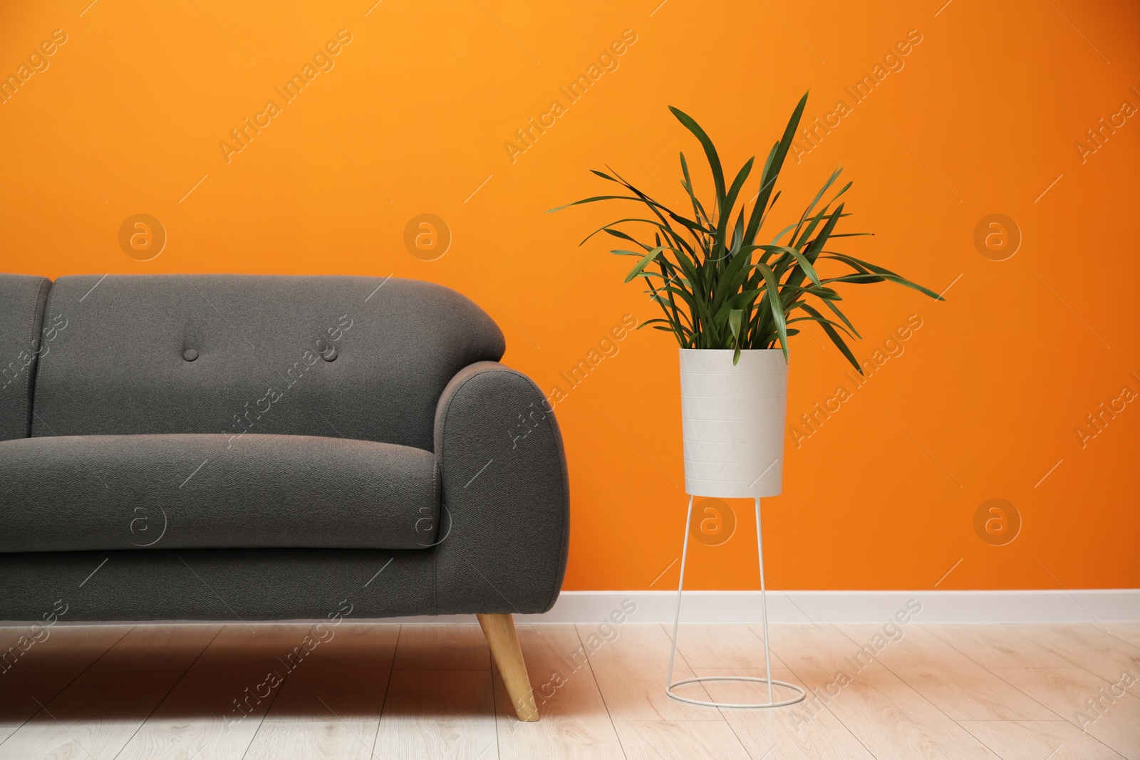 Photo of Stylish sofa and houseplant in room. Interior design