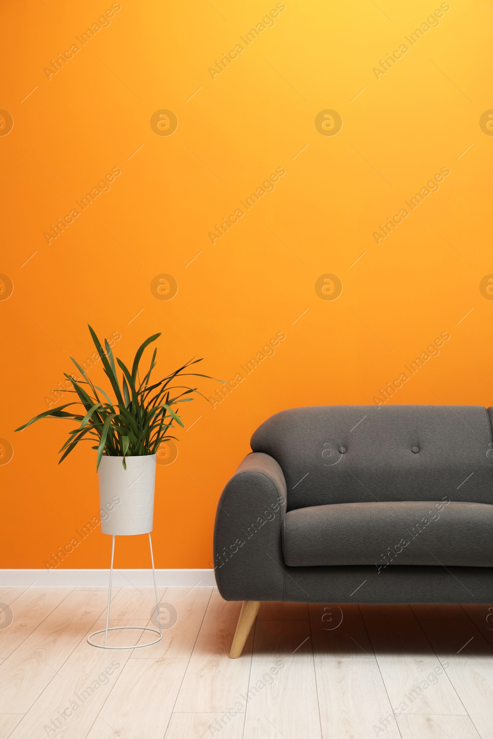 Photo of Stylish sofa and houseplant in room. Interior design