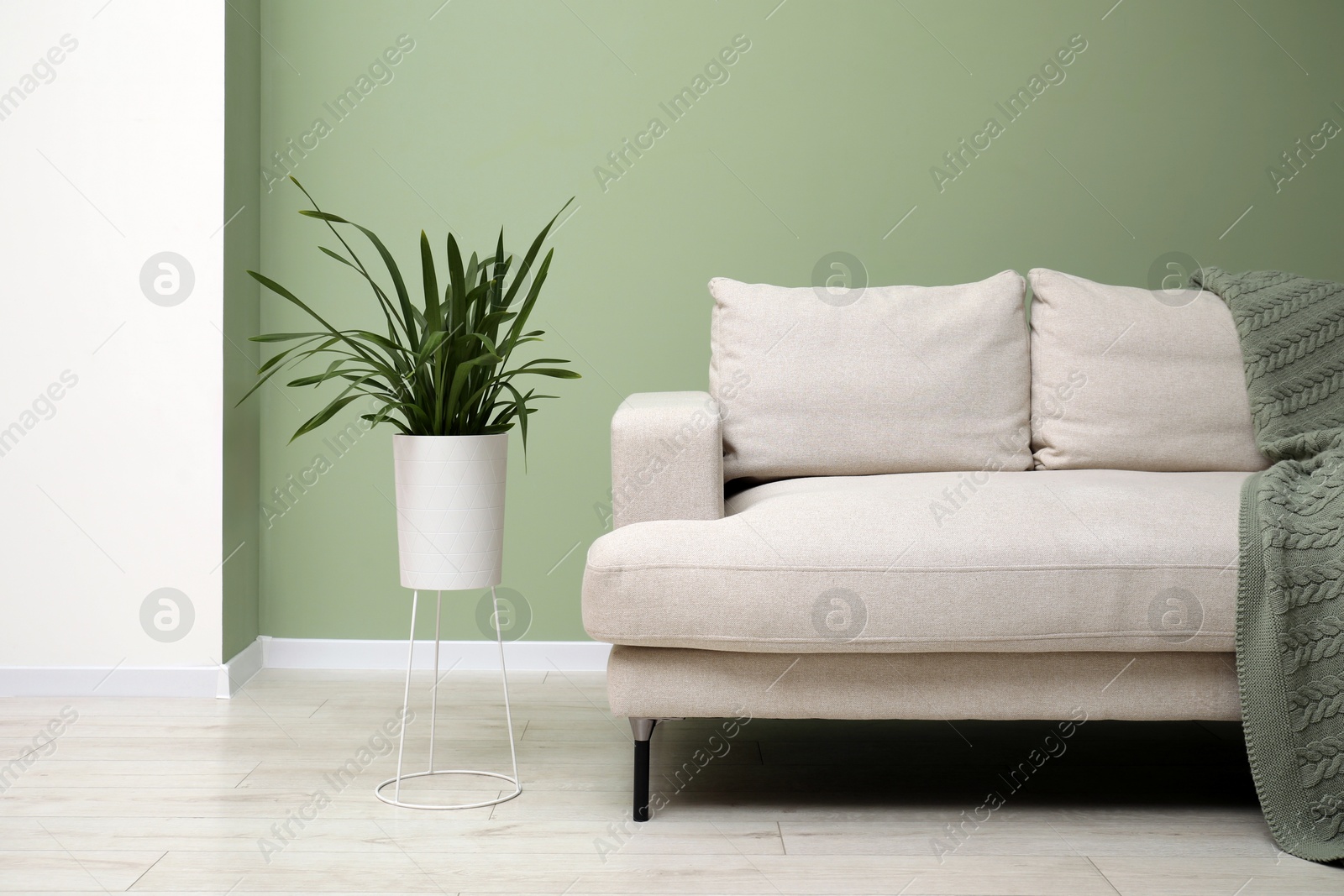 Photo of Stylish sofa and houseplant in room. Interior design