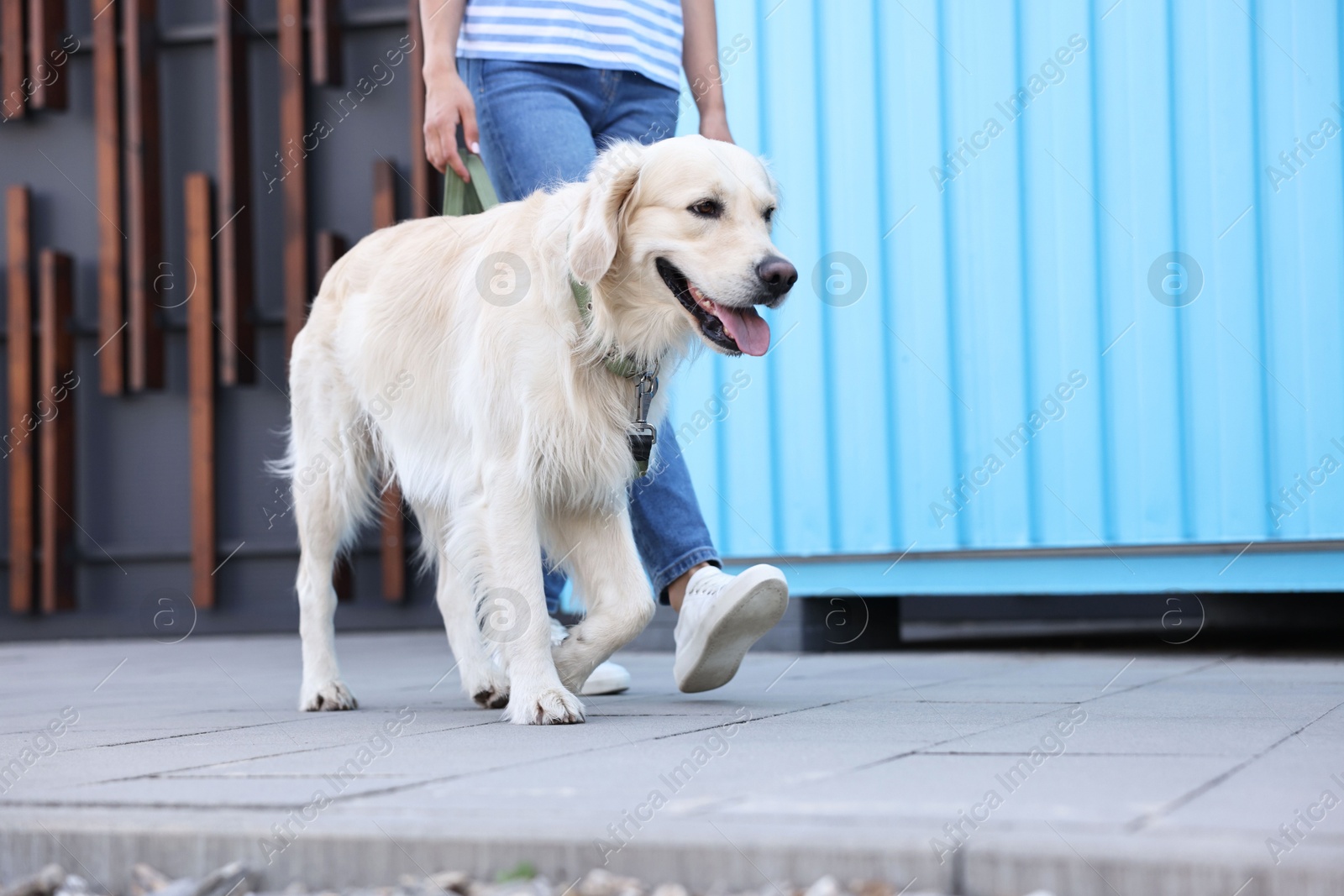 Photo of Owner walking with cute Golden Retriever dog outdoors, closeup