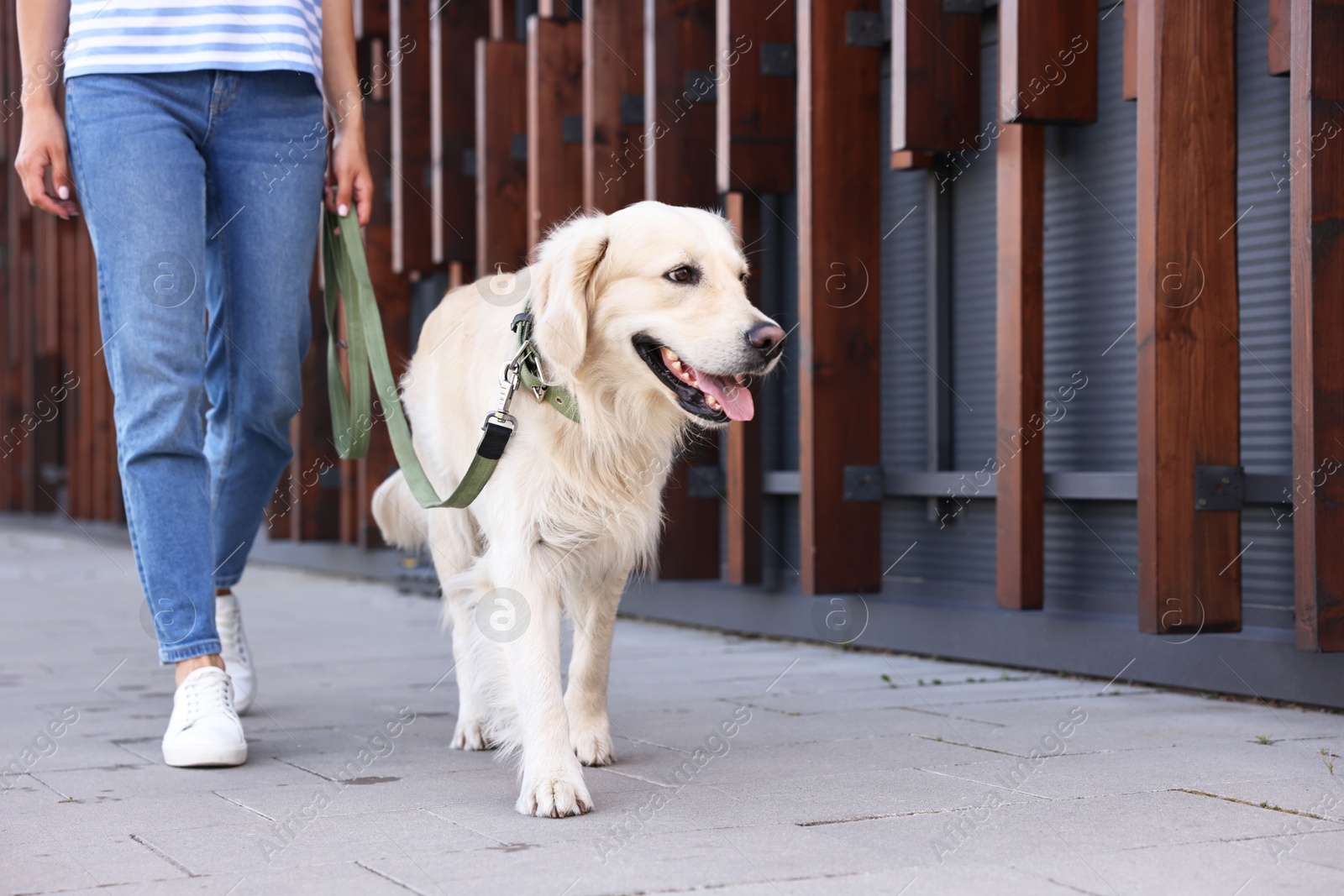 Photo of Owner walking with cute Golden Retriever dog outdoors, closeup. Space for text