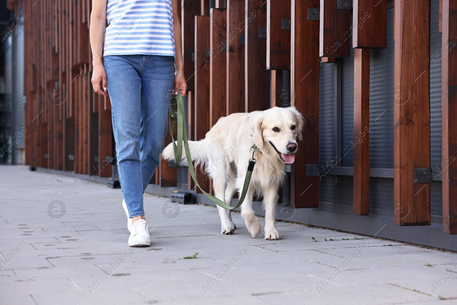 Photo of Owner walking with cute Golden Retriever dog outdoors, closeup