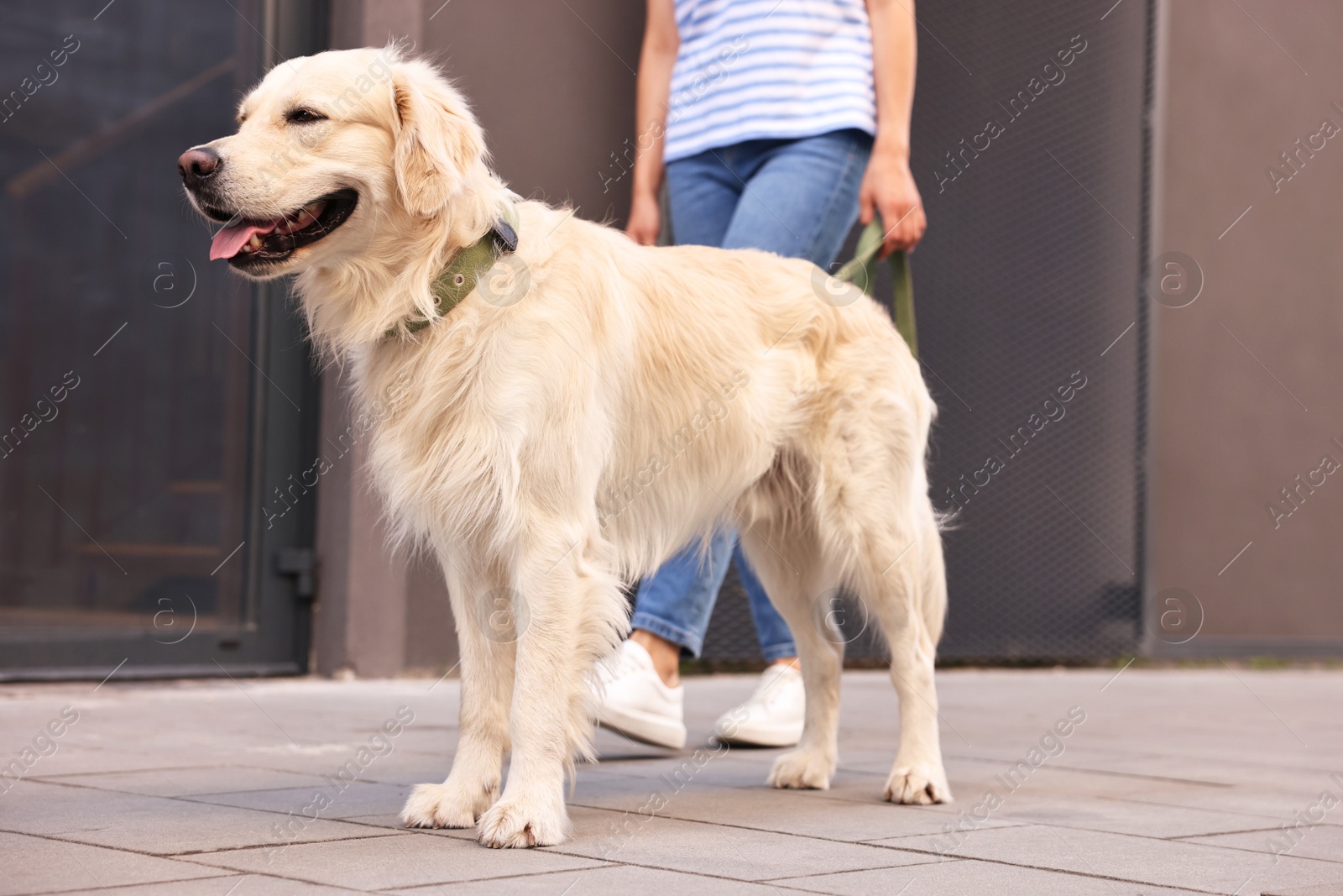 Photo of Cute Golden Retriever dog walking with owner outdoors, closeup