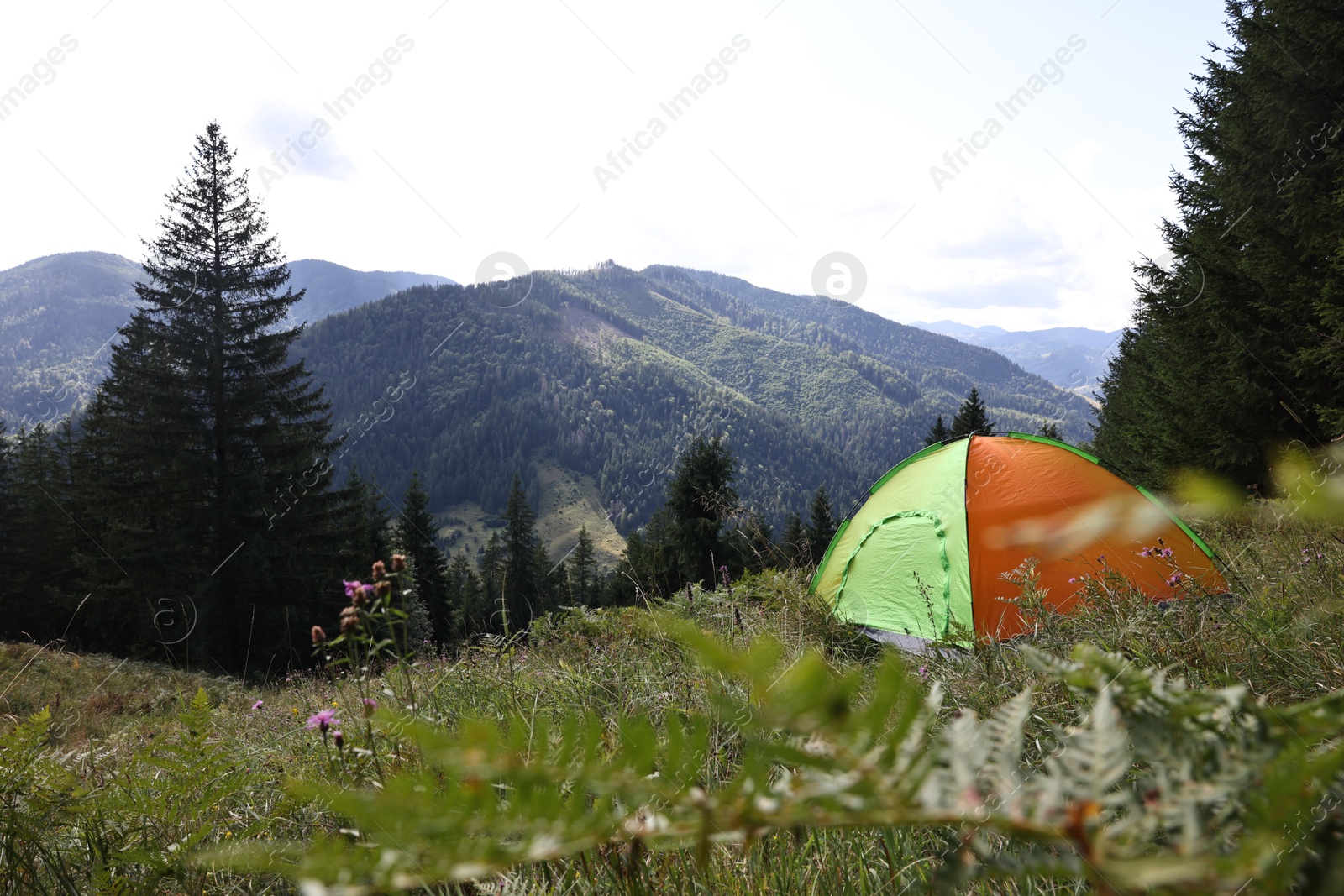 Photo of Camping tent on green grass in mountains