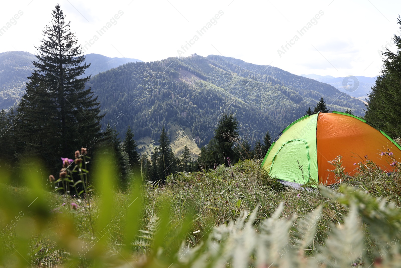 Photo of Camping tent on green grass in mountains