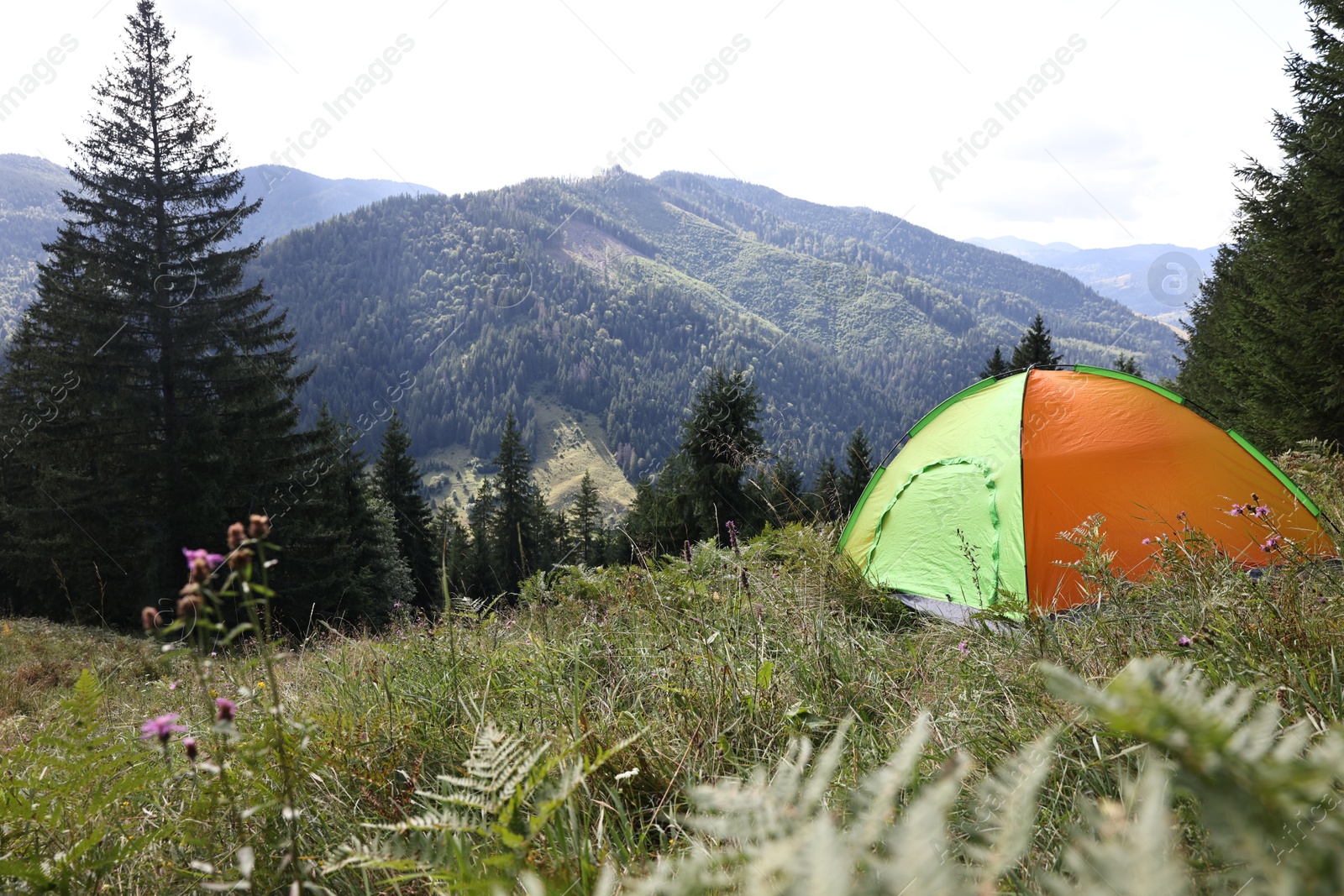 Photo of Camping tent on green grass in mountains