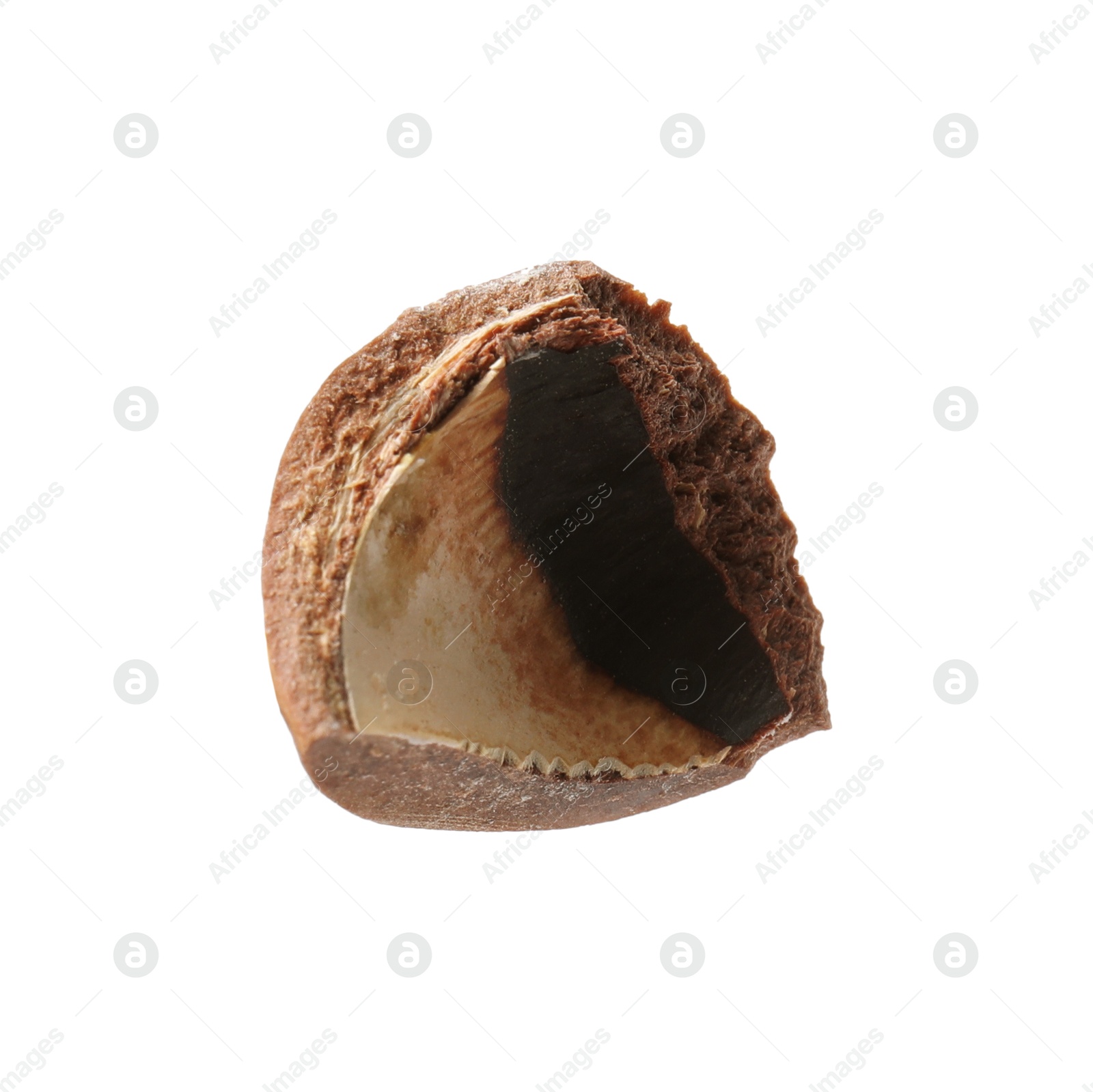 Photo of Piece of macadamia nut shell isolated on white