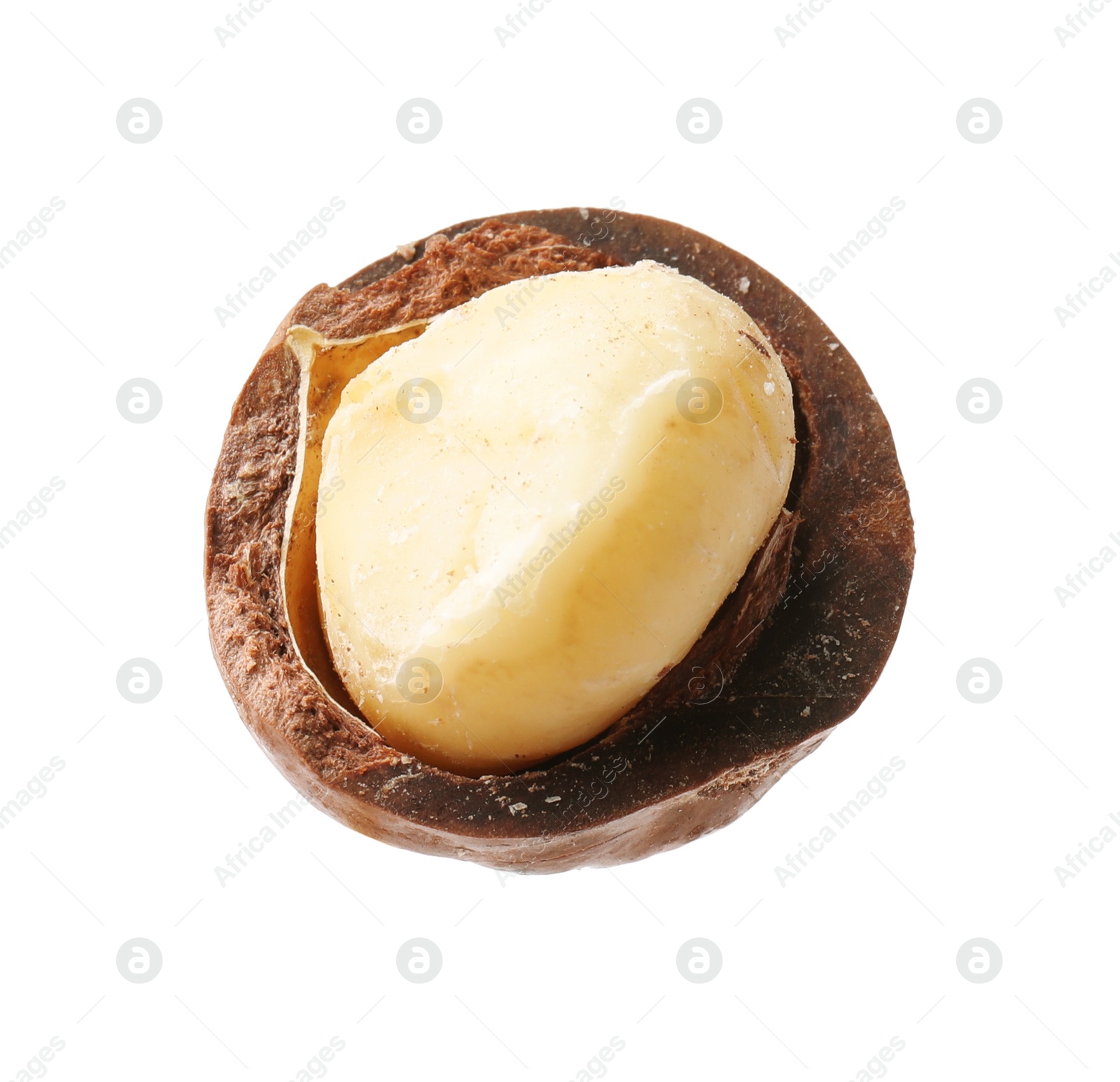 Photo of One macadamia nut with shell isolated on white