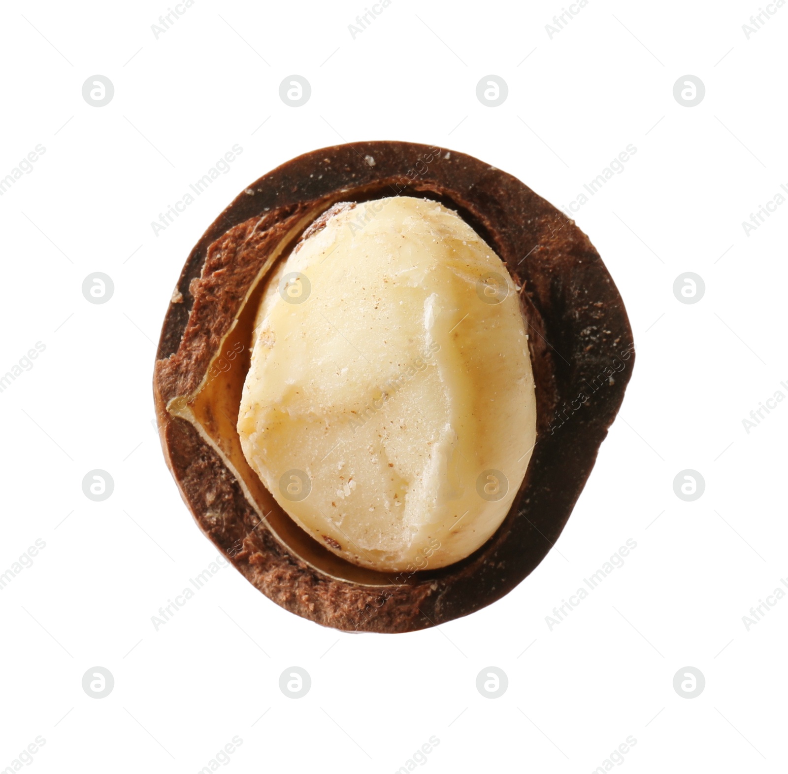 Photo of One macadamia nut with shell isolated on white