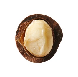 Photo of One macadamia nut with shell isolated on white