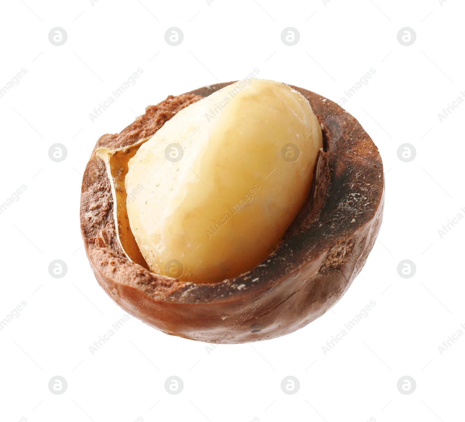 Photo of One macadamia nut with shell isolated on white