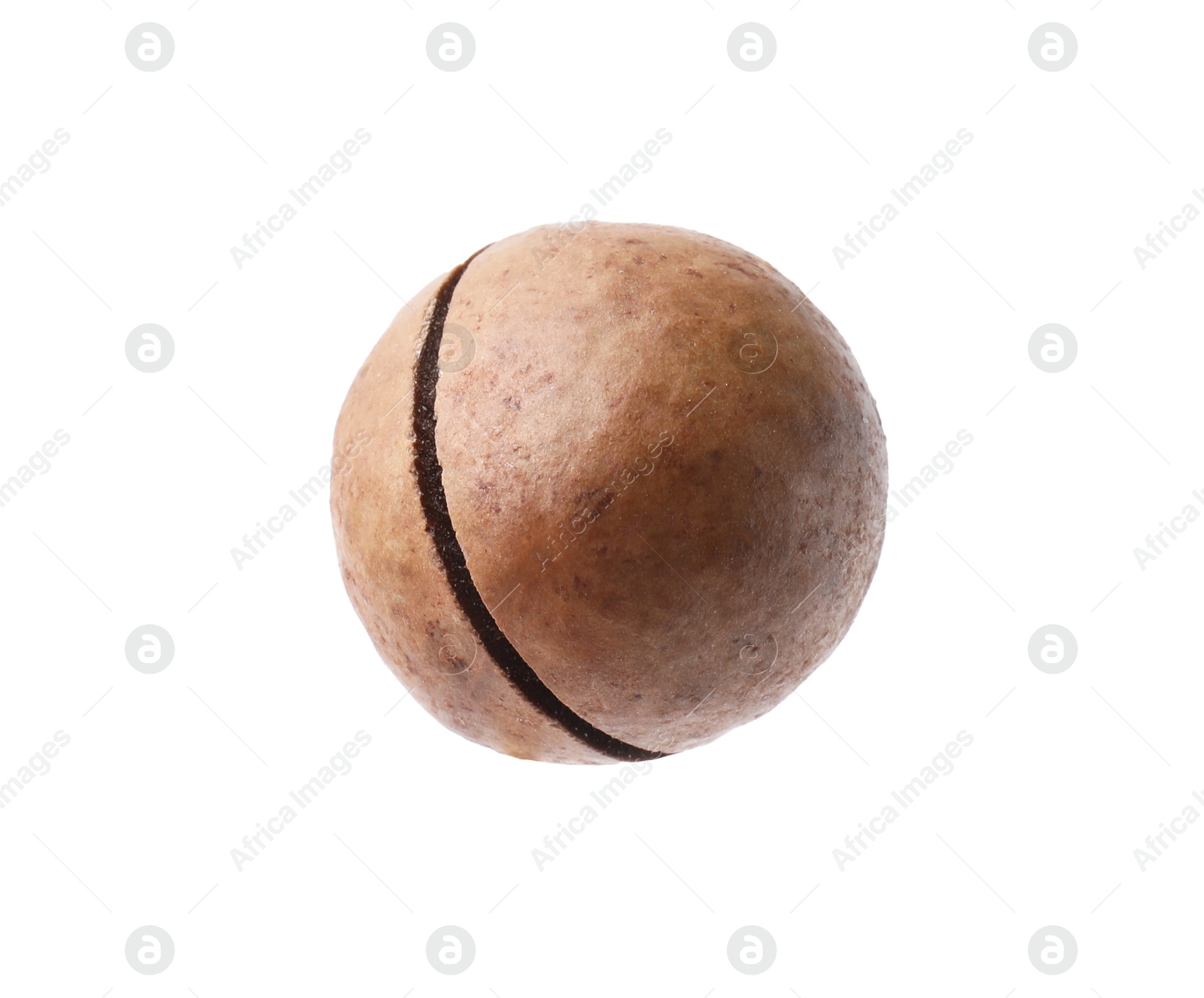 Photo of One whole macadamia nut isolated on white