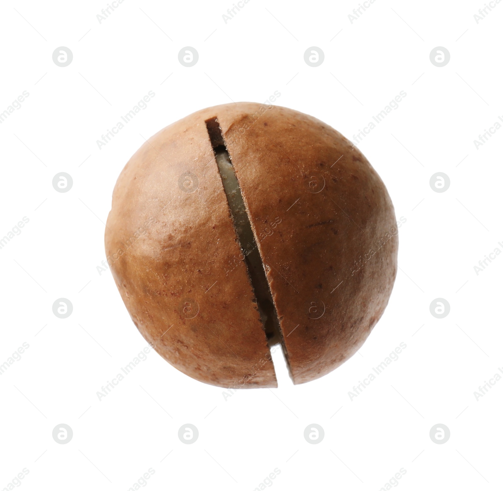 Photo of One whole macadamia nut isolated on white