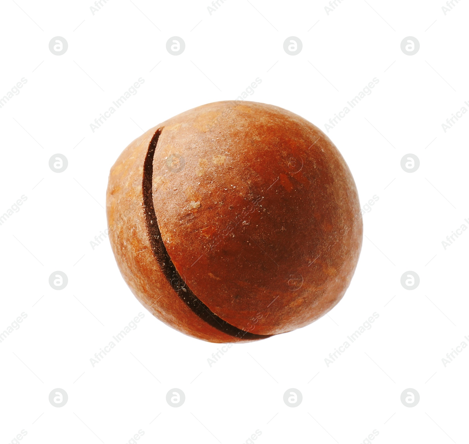 Photo of One whole macadamia nut isolated on white