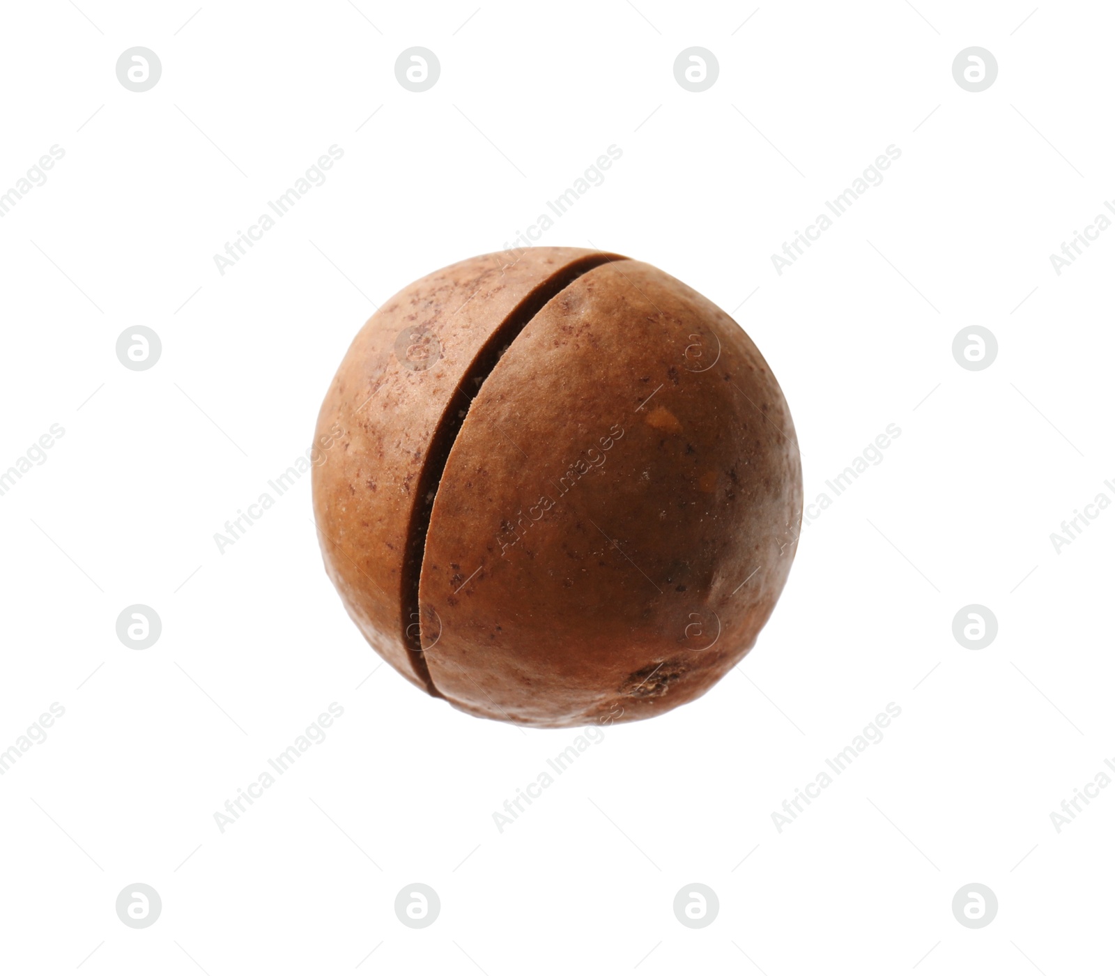 Photo of One whole macadamia nut isolated on white