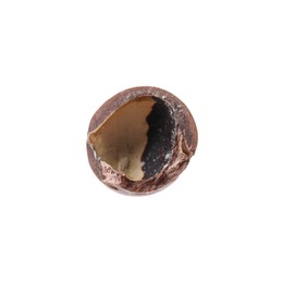 Photo of Part of macadamia nut shell isolated on white