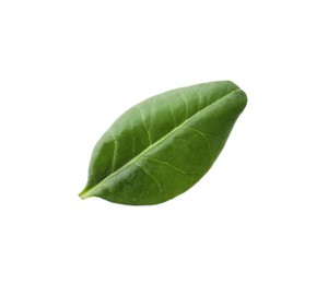 Photo of One macadamia tree leaf isolated on white