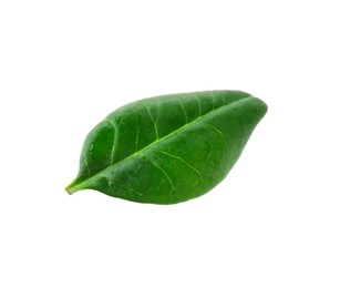 Photo of One macadamia tree leaf isolated on white