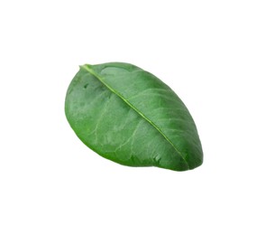 One macadamia tree leaf isolated on white