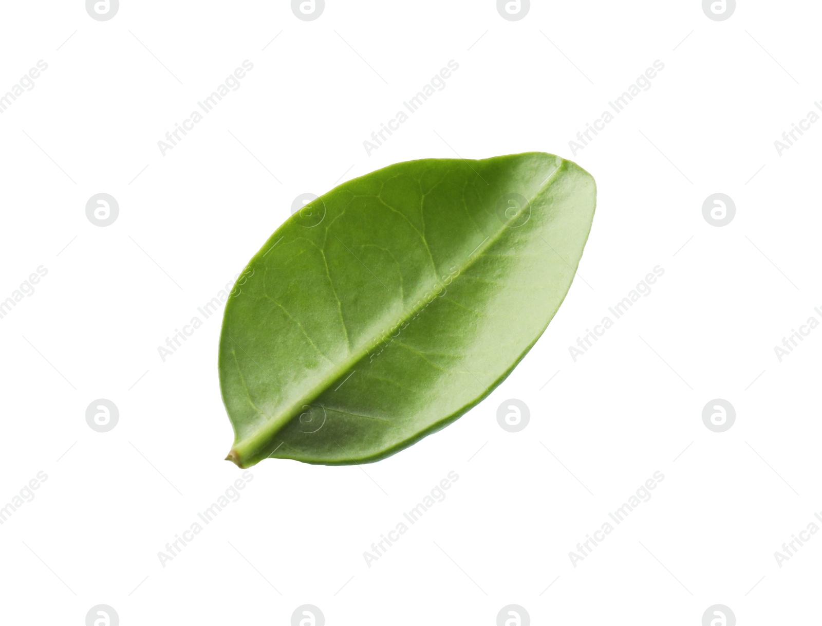 Photo of One macadamia tree leaf isolated on white