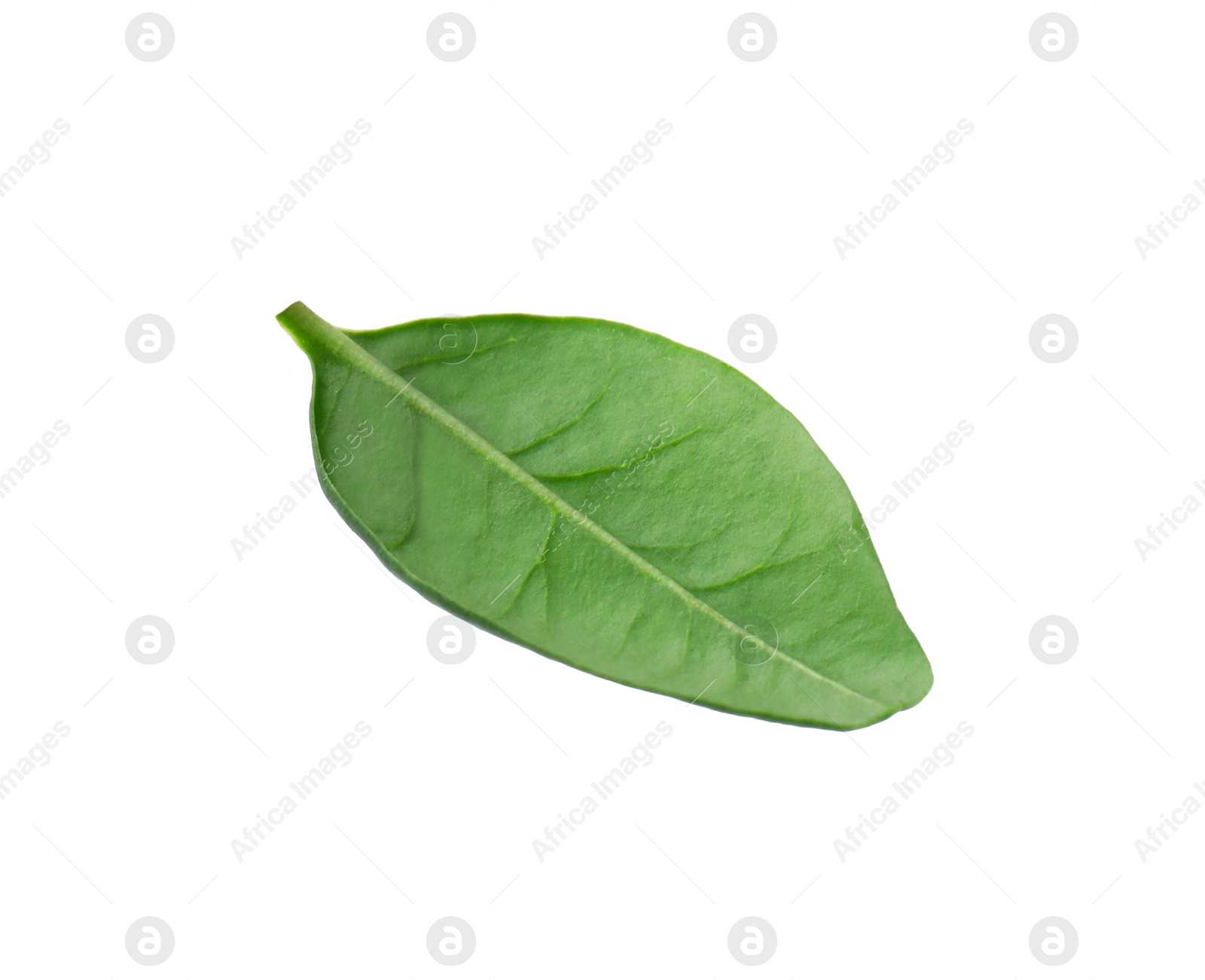 Photo of One macadamia tree leaf isolated on white