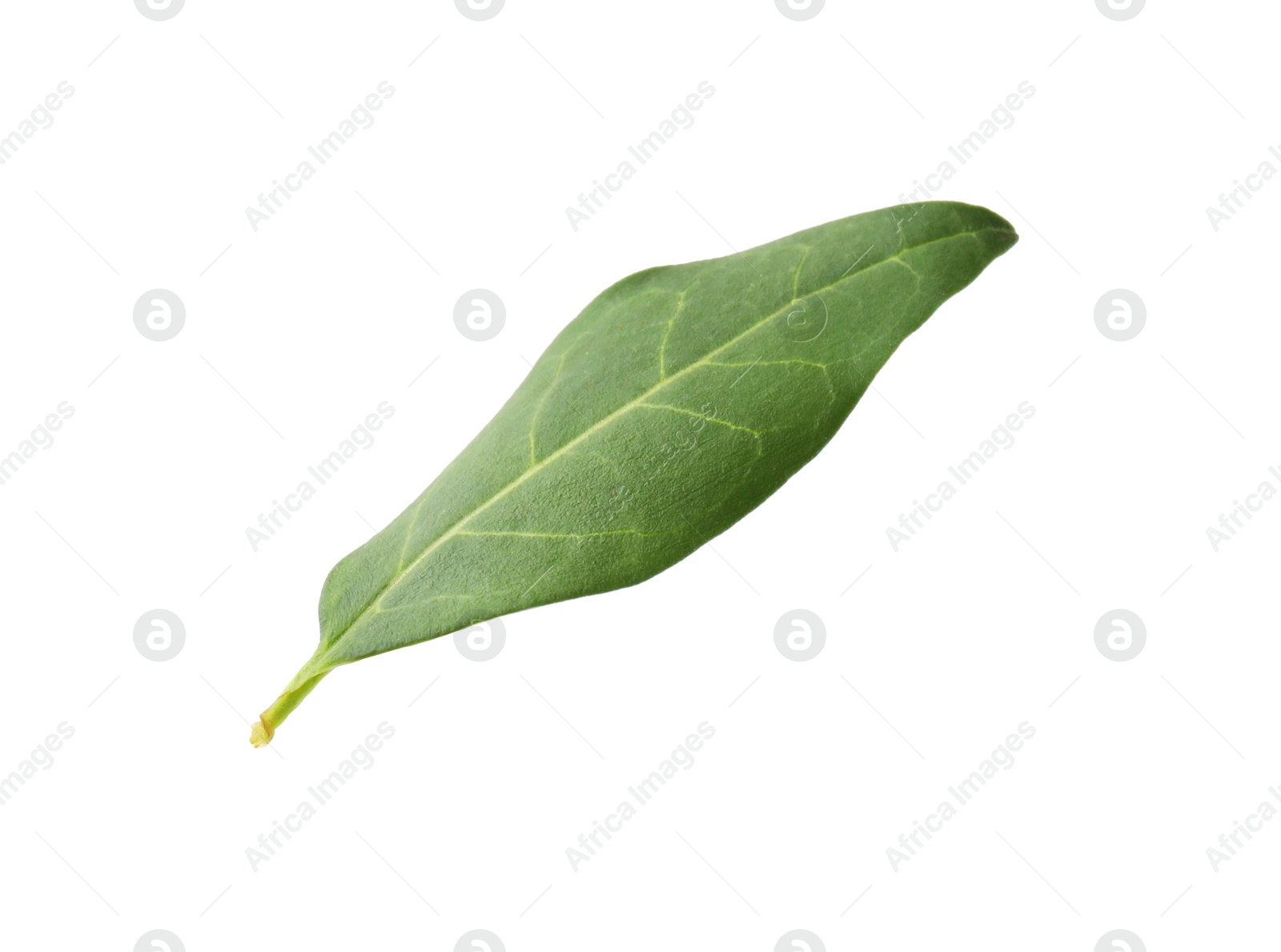 Photo of One macadamia tree leaf isolated on white