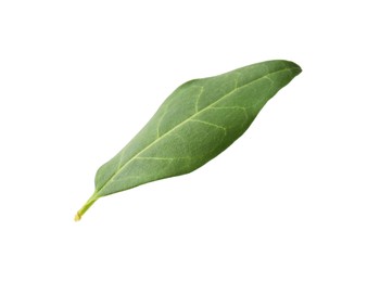 One macadamia tree leaf isolated on white