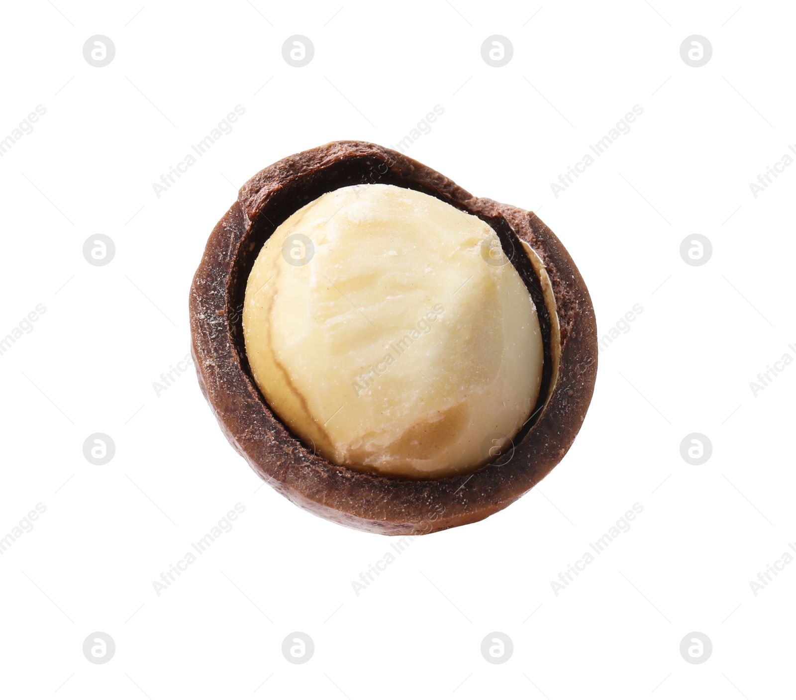 Photo of One macadamia nut with shell isolated on white