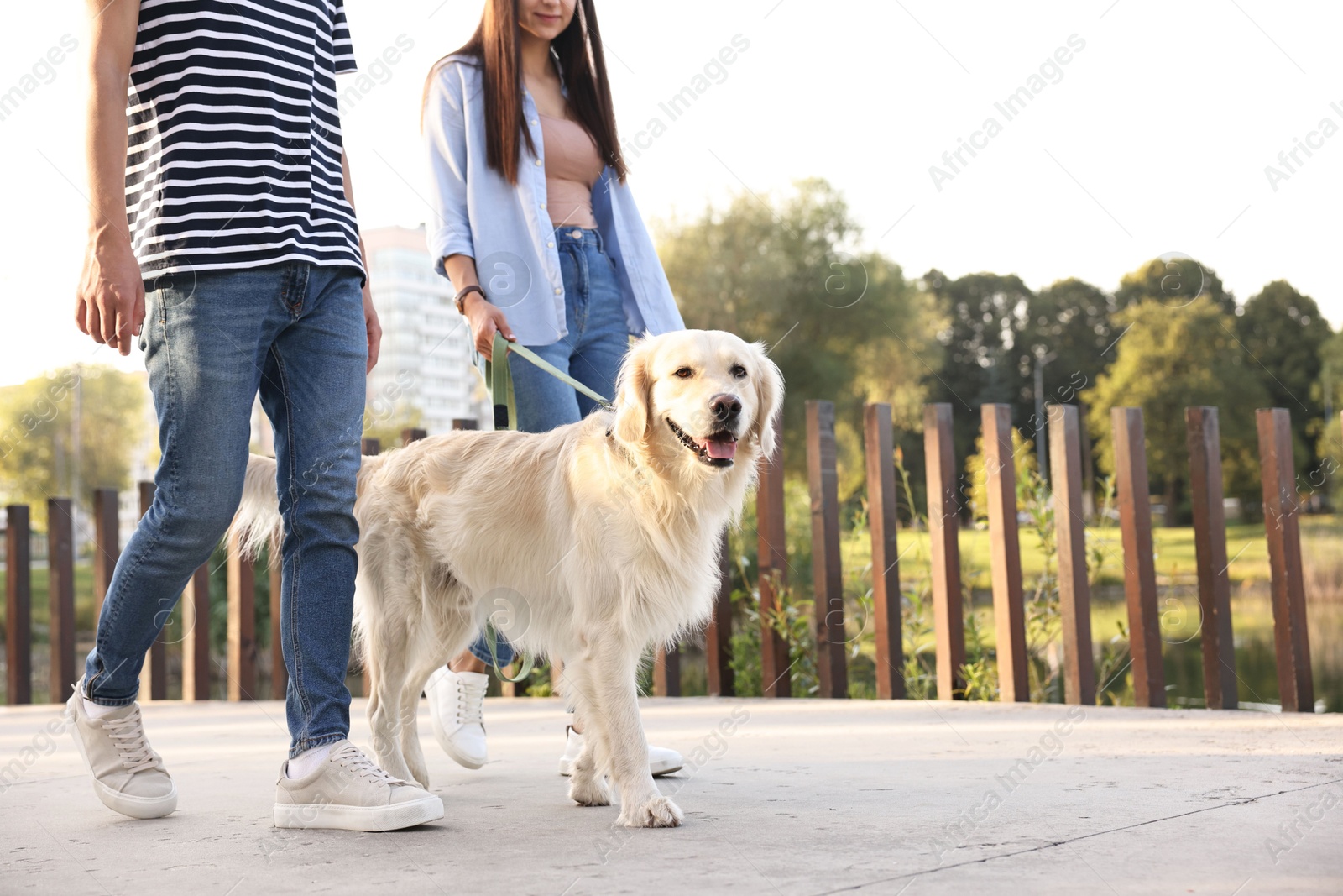 Photo of Couple walking with cute Golden Retriever dog outdoors, closeup. Space for text