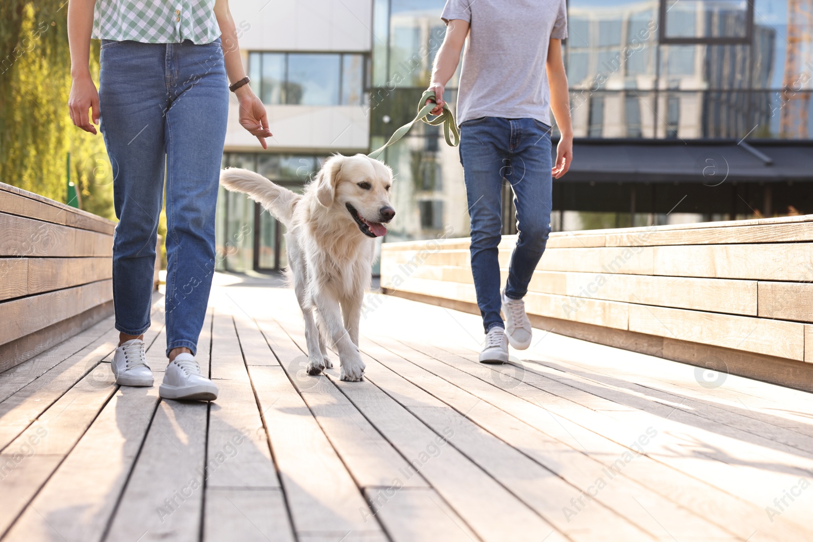 Photo of Couple walking with cute Golden Retriever dog outdoors on sunny day, closeup