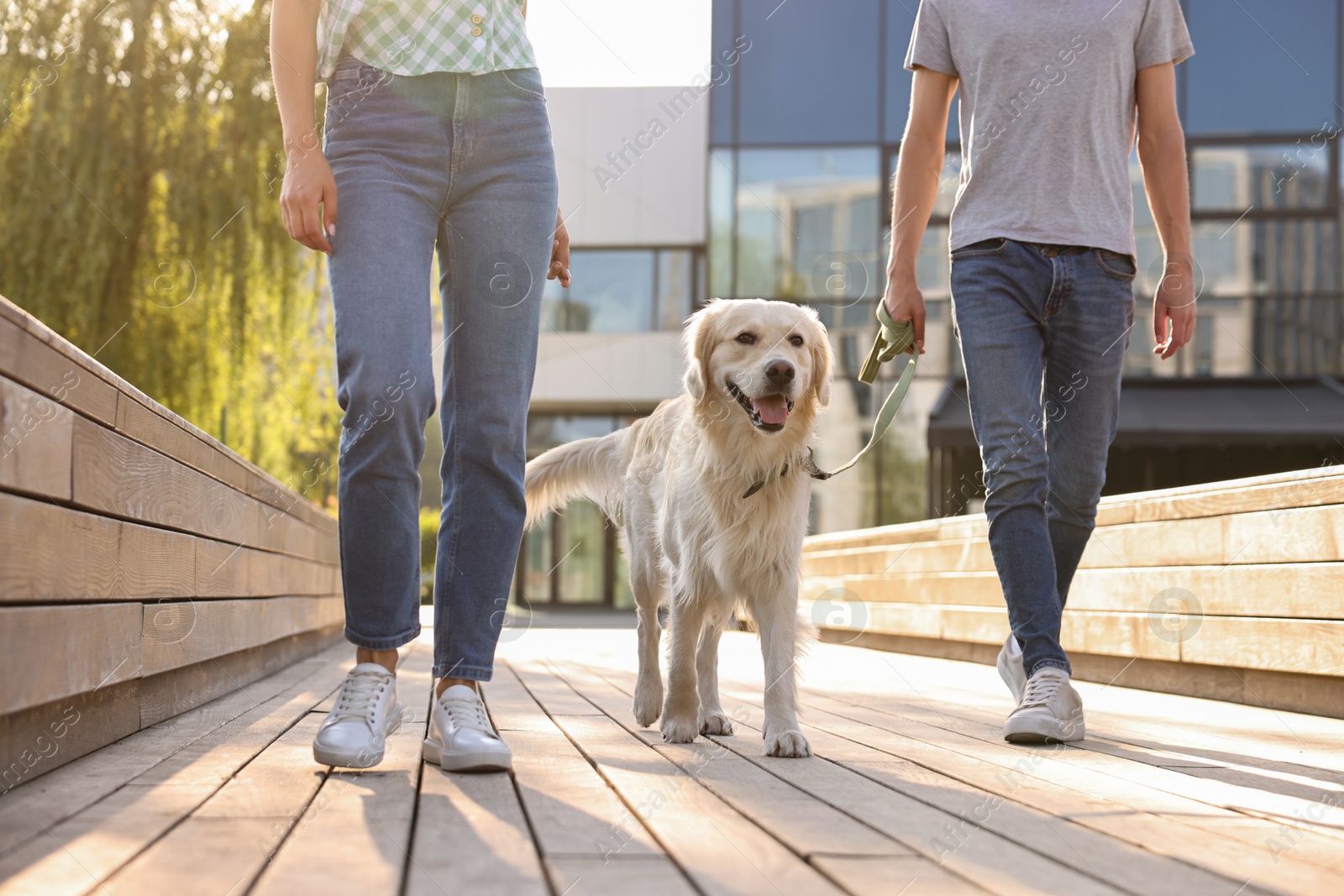 Photo of Couple walking with cute Golden Retriever dog outdoors on sunny day, closeup