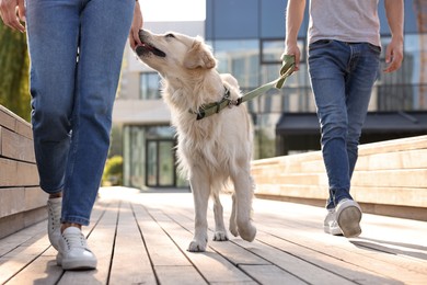 Photo of Couple walking with cute Golden Retriever dog outdoors on sunny day, closeup