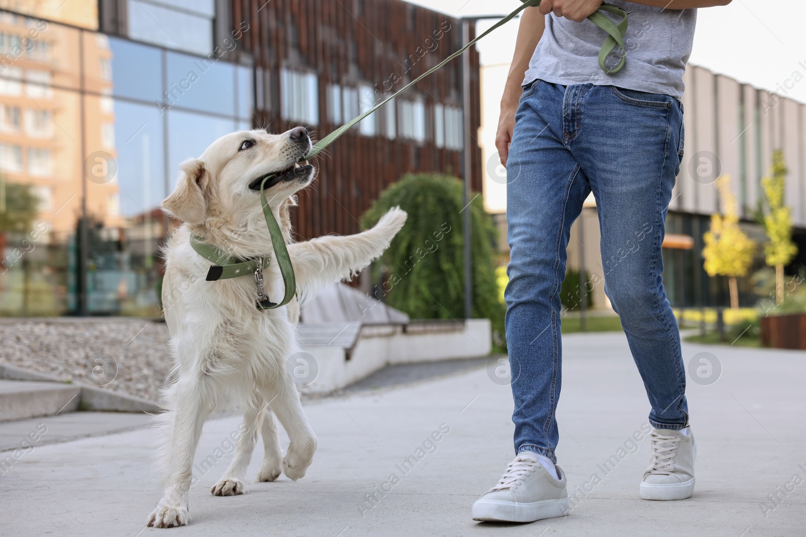 Photo of Owner walking with cute Golden Retriever dog outdoors, closeup